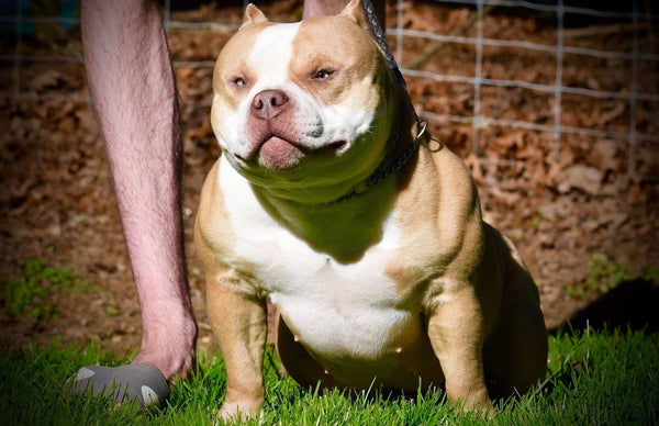 HOW TO BECOME AN AMERICAN BULLY BREEDER PART II: FOUNDATION STOCK-Venomline South