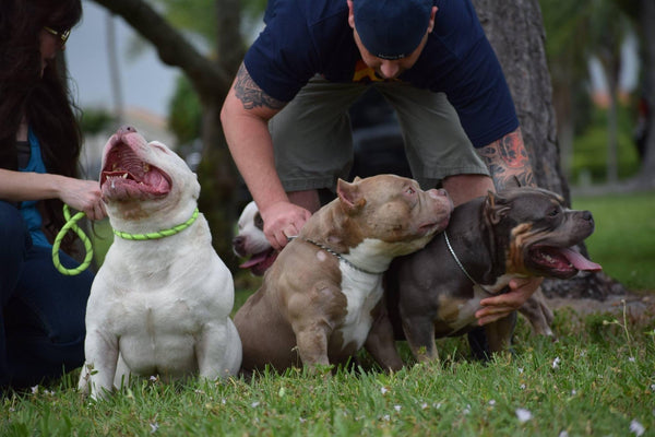 Best of the Pocket Bully | Video-Venomline South