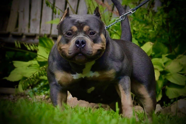 HOW TO BECOME AN AMERICAN BULLY BREEDER: PART 1 DECIDING ON A CLASS-Venomline South
