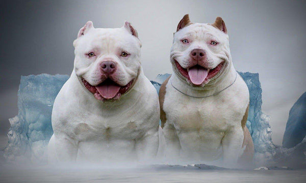 Top American Bully Stud: Louis V Line's Omega "The Little Polar Bear"-Venomline South