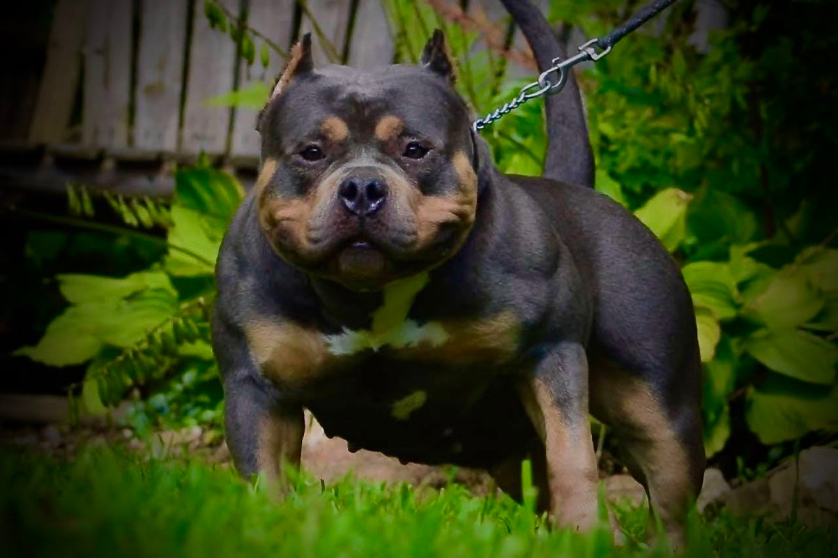 Venomline Pocket American Bully Kennels