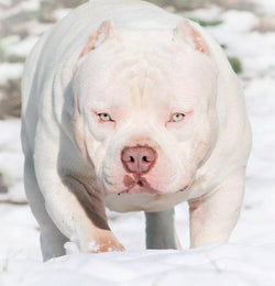 Deposit on Stud