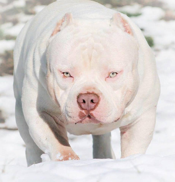 Deposit on Stud