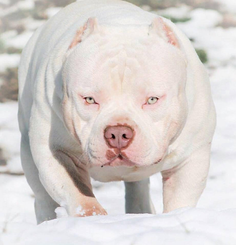 Deposit on Stud